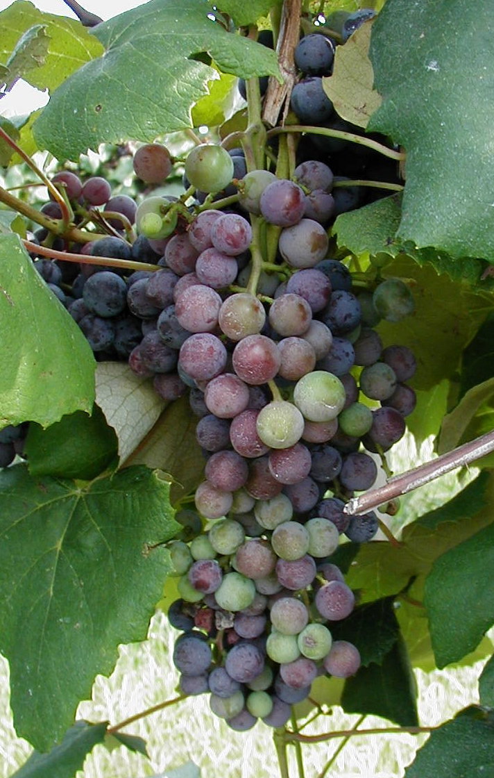 Concord late veraison